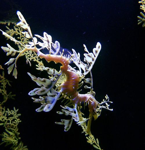 Beautiful Underwater Photos (40 pics)