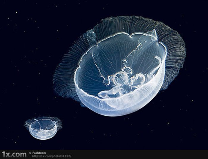 Beautiful Underwater Photos (40 pics)