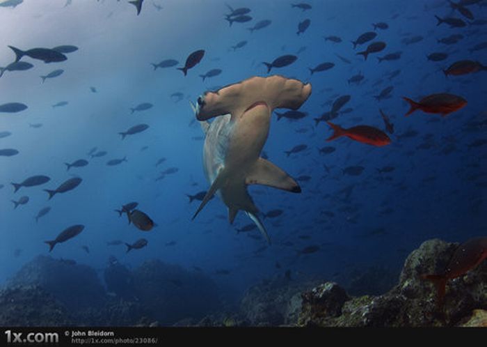 Beautiful Underwater Photos (40 pics)