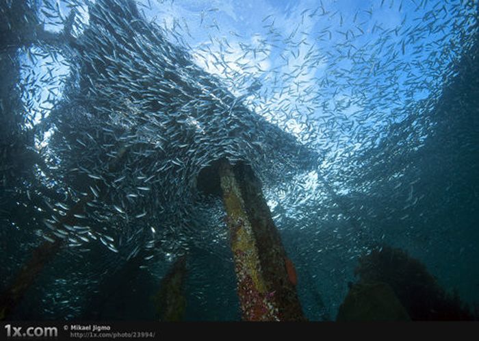Beautiful Underwater Photos (40 pics)