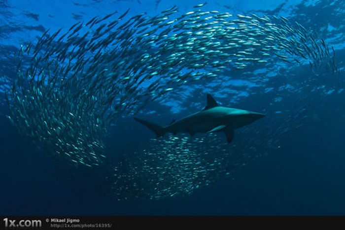 Beautiful Underwater Photos (40 pics)