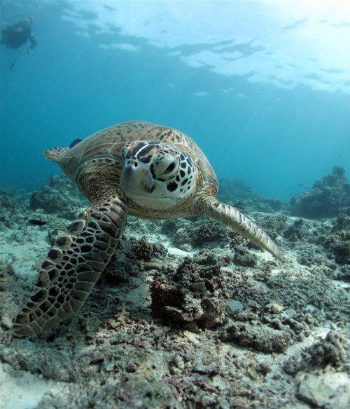 Beautiful Underwater Photos (40 pics)