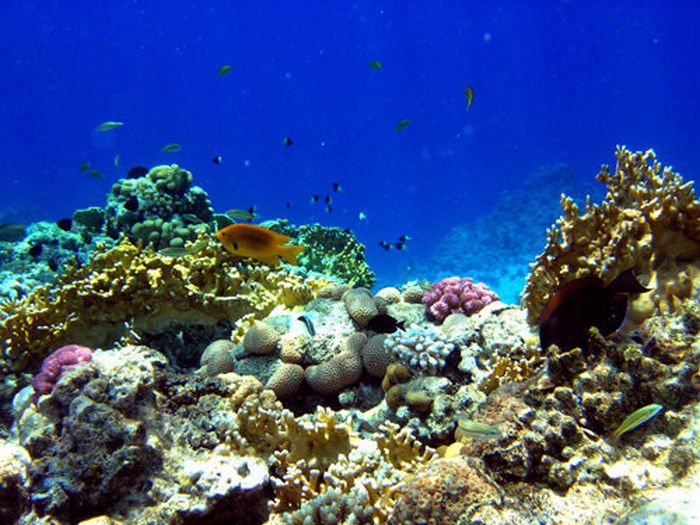 Beautiful Underwater Photos (40 pics)
