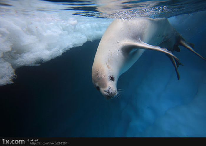 Beautiful Underwater Photos (40 pics)