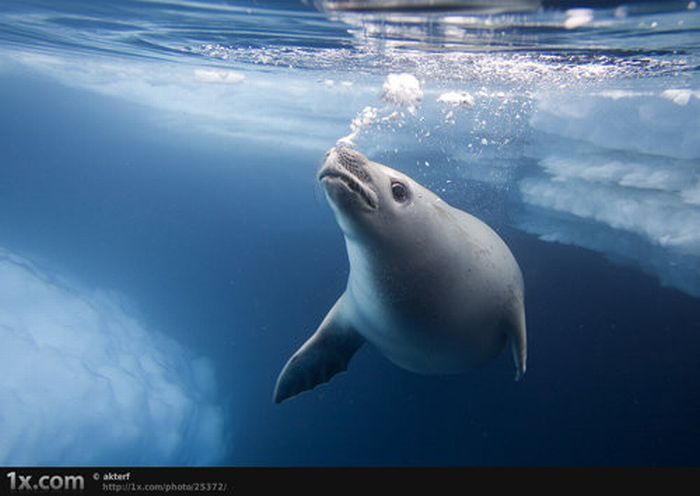 Beautiful Underwater Photos (40 pics)