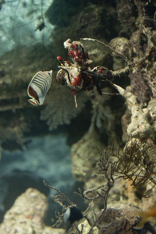 Beautiful Underwater Photos (40 pics)