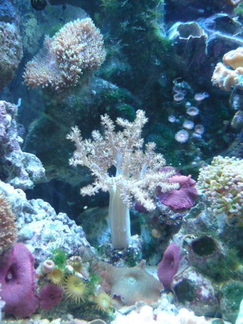 Beautiful Underwater Photos (40 pics)