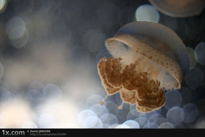 Beautiful Underwater Photos (40 pics)