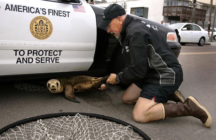 A Baby Seal Under a Police Car (4 pics)