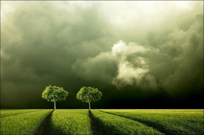 Fields (28 pics)