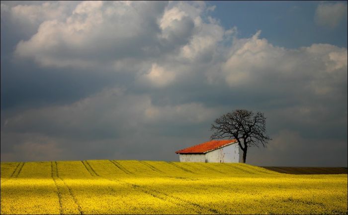 Fields (28 pics)