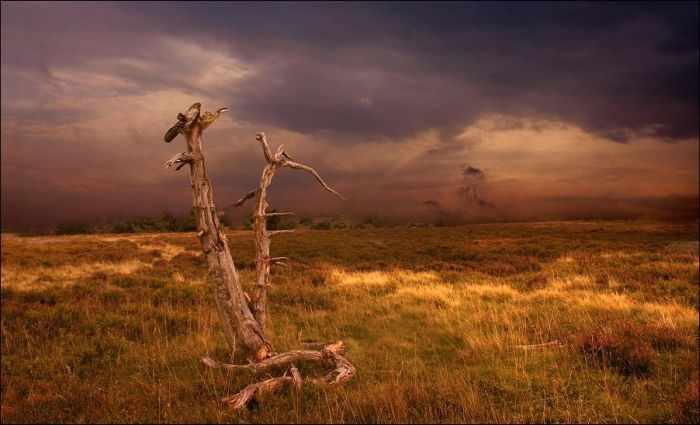 Fields (28 pics)