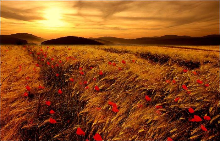 Fields (28 pics)
