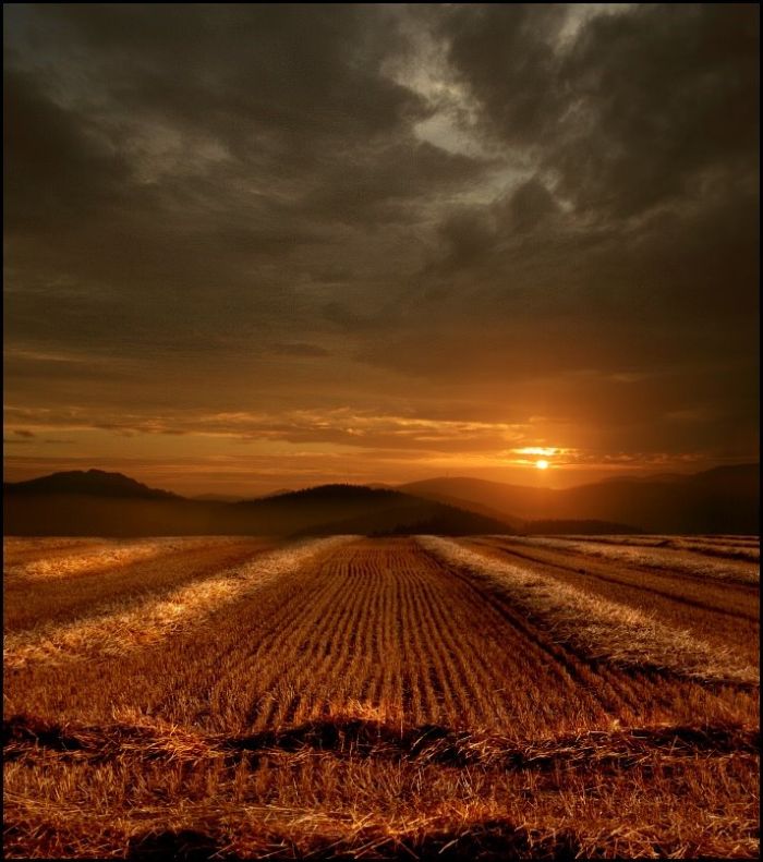 Fields (28 pics)