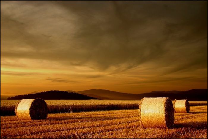 Fields (28 pics)