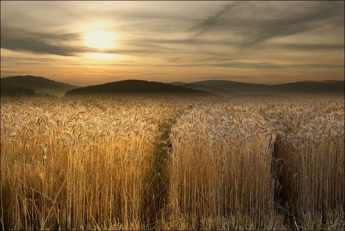 Fields (28 pics)