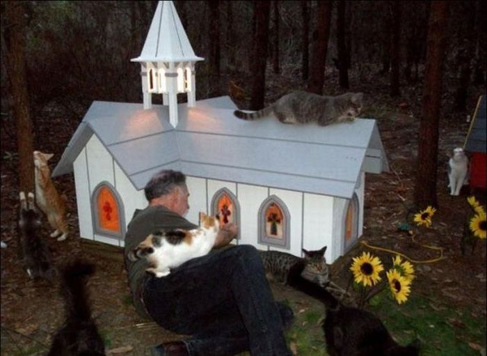 New Home for Homeless Cats (42 pics)