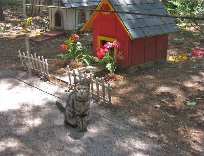 New Home for Homeless Cats (42 pics)