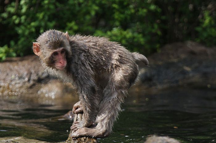 A Snow Monkey Learns to Swim (18 pics)