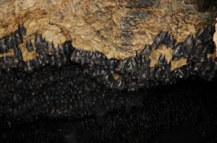 Monfort Bat Cave in Somalia (12 pics)