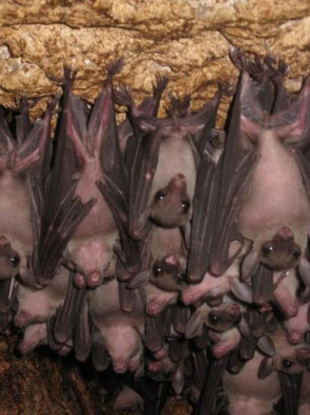 Monfort Bat Cave in Somalia (12 pics)