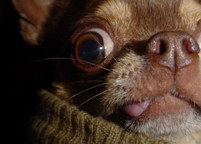 The Most Hilarious Animal Emotions (60 pics)