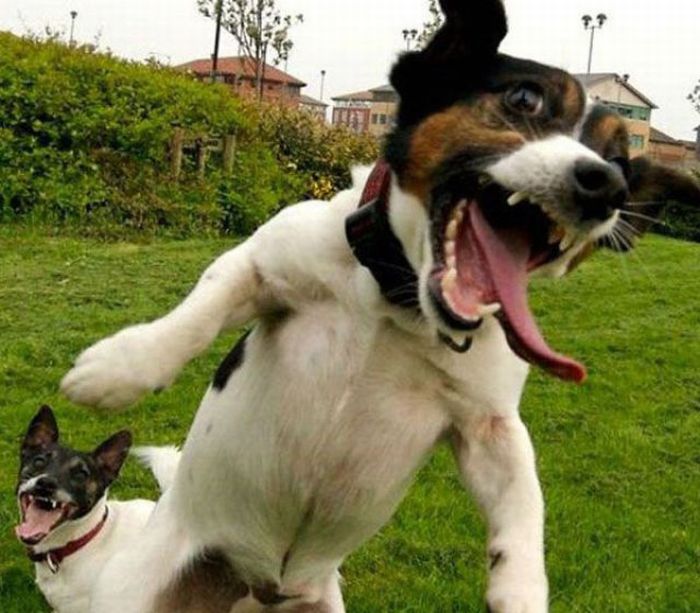 The Most Hilarious Animal Emotions (60 pics)