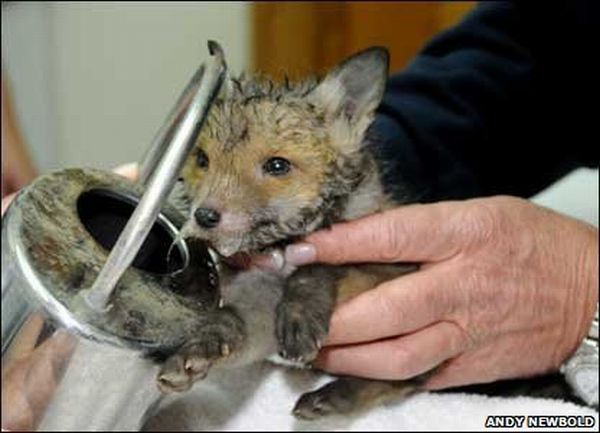Saving a Fox Cub (12 pics)
