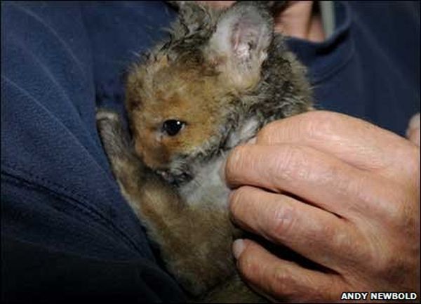 Saving a Fox Cub (12 pics)