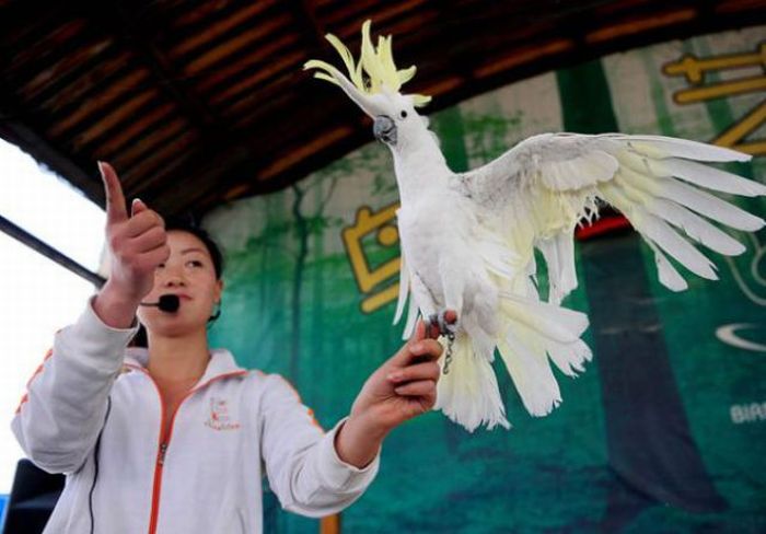 Bird Sports Meeting in China (13 pics)