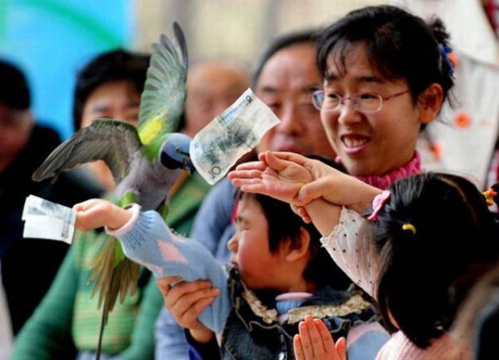 Bird Sports Meeting in China (13 pics)