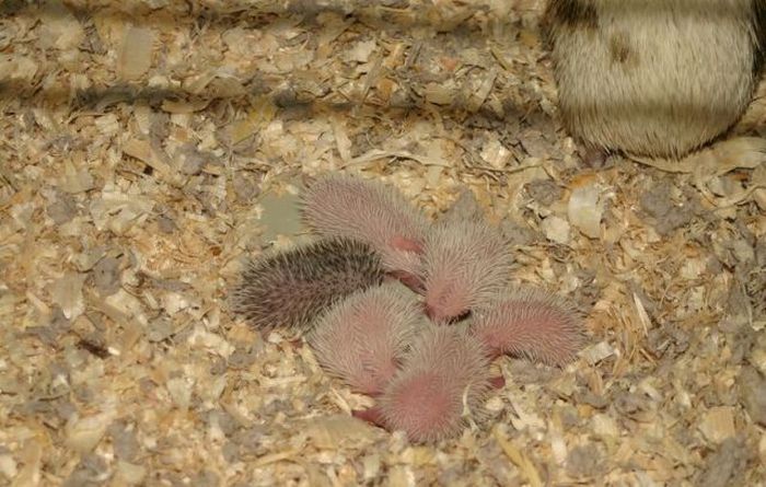 Newborn Hedgehogs (51 pics)