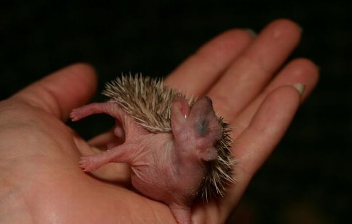 Newborn Hedgehogs (51 pics)