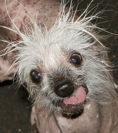 Ugly Dogs (18 pics)