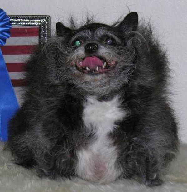Ugly Dogs (18 pics)