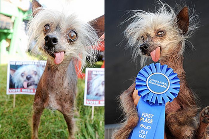 Ugly Dogs (18 pics)