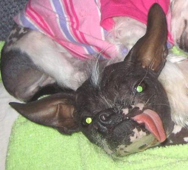 Ugly Dogs (18 pics)