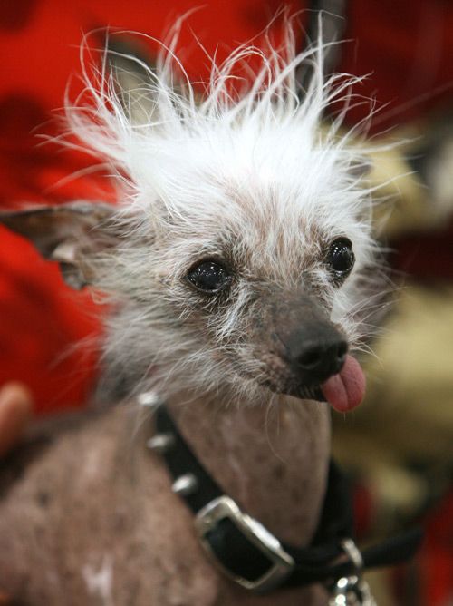 Ugly Dogs (18 pics)