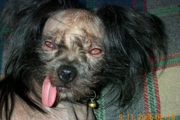 Ugly Dogs (18 pics)