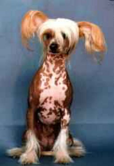 Ugly Dogs (18 pics)