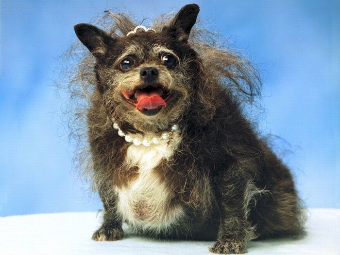 Ugly Dogs (18 pics)