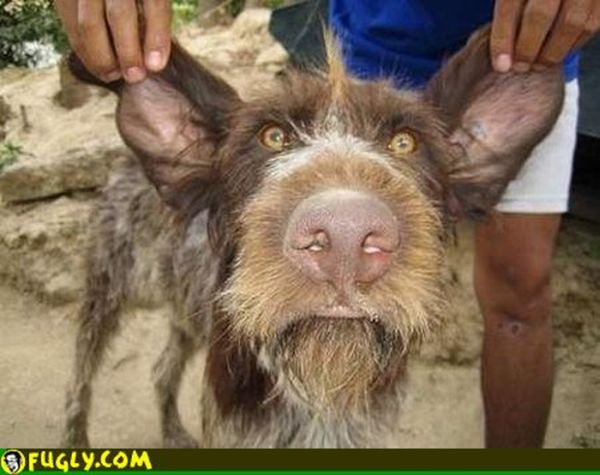 Ugly Dogs (18 pics)