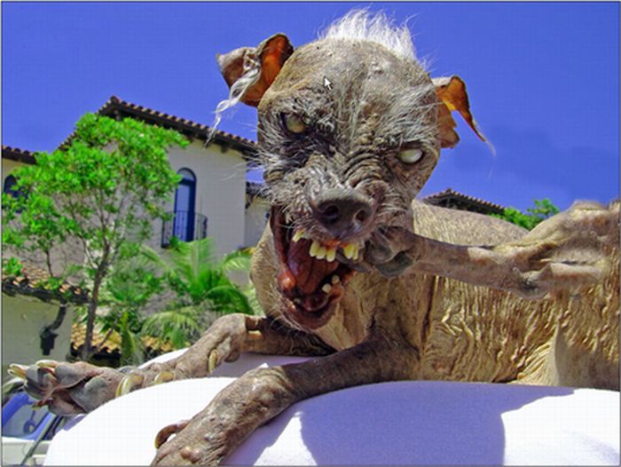 Ugly Dogs (18 pics)