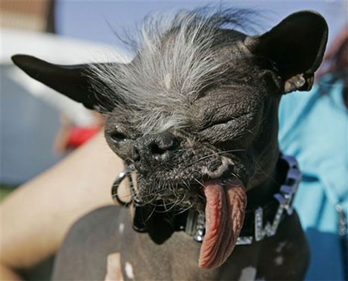 Ugly Dogs (18 pics)