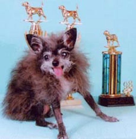 Ugly Dogs (18 pics)