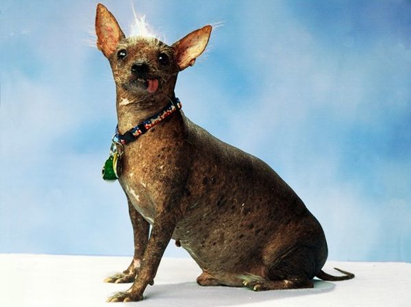 Ugly Dogs (18 pics)
