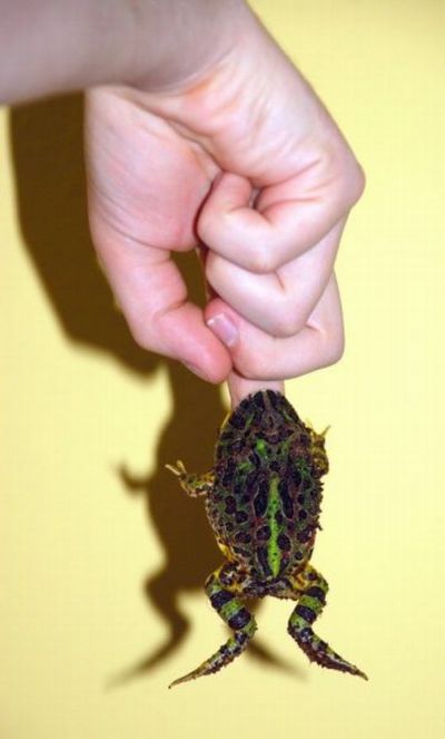 Acid Picdump (152 pics)