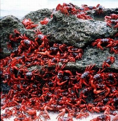 Crab Invasion (20 pics)