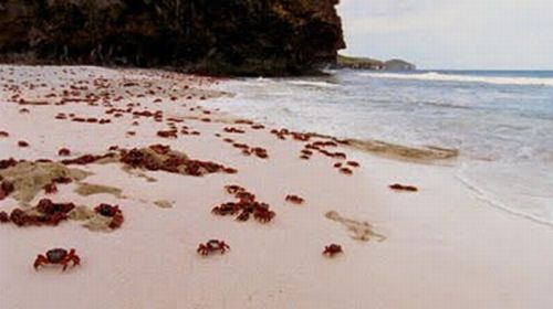 Crab Invasion (20 pics)