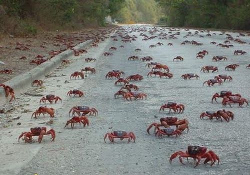 Crab Invasion (20 pics)